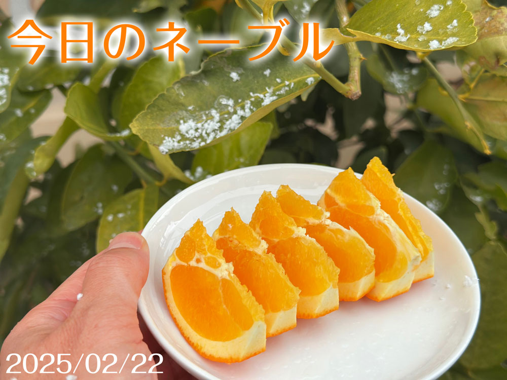 ネーブル
