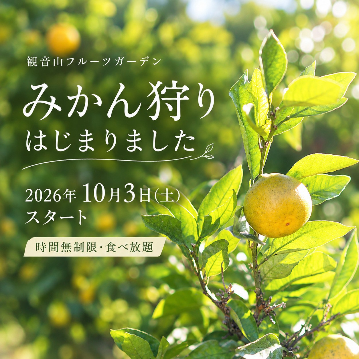 新発売】黒みつ柿とみかんのセット。秋の味わい便・4,980円（送料無料