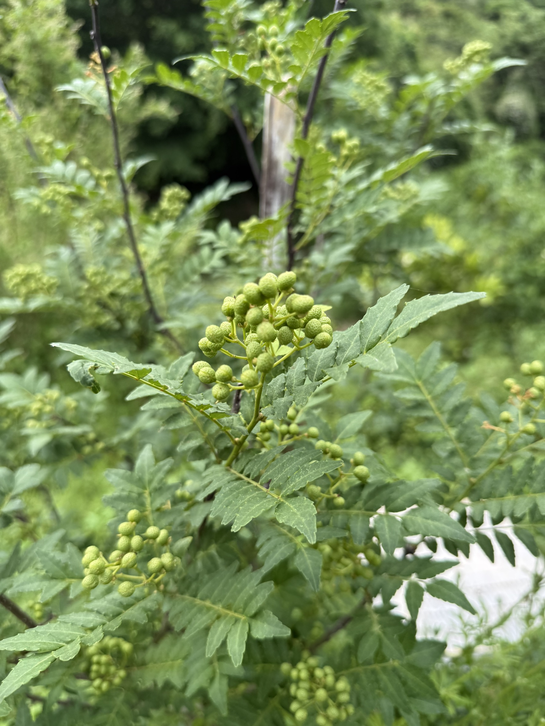 初めて実をつけた山椒