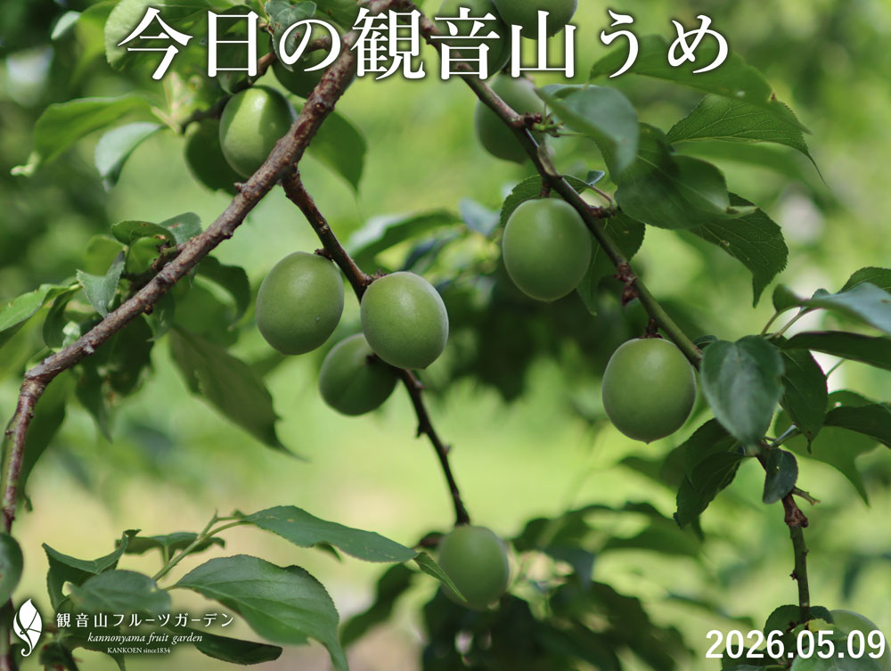 観音山の梅