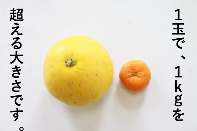 １玉が１ｋｇを超える晩白柚（ばんぺいゆ）
