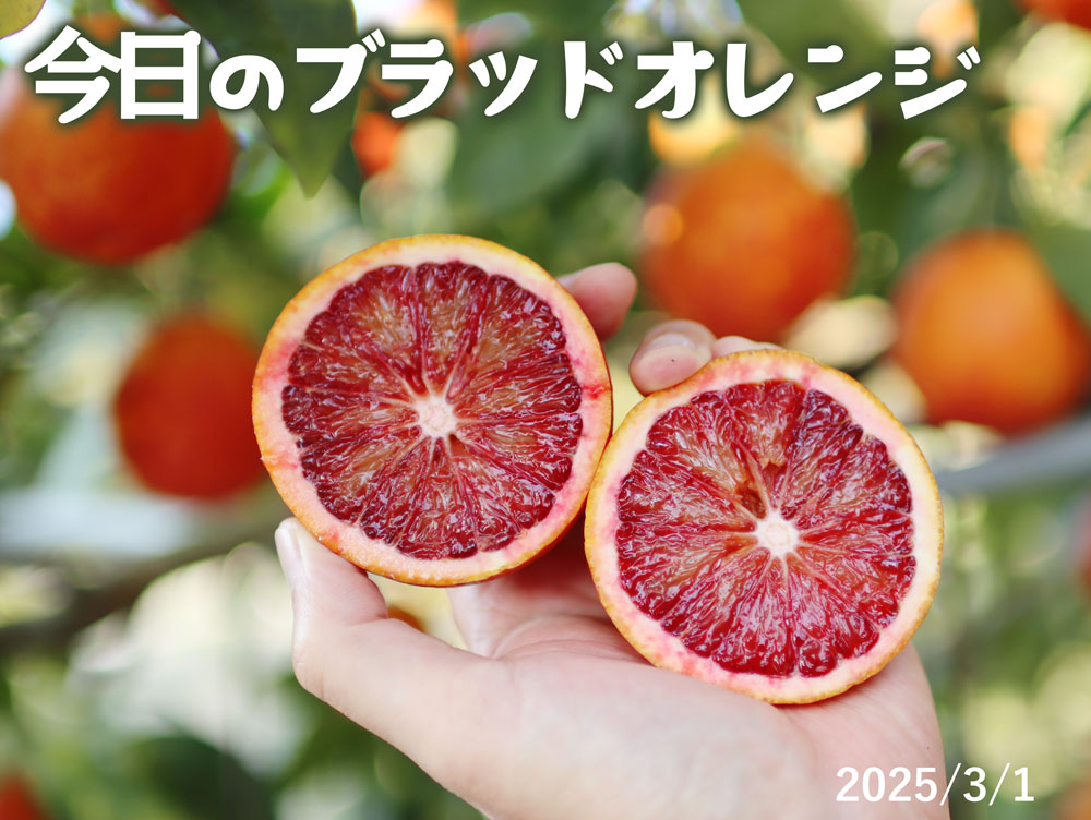 ブラッドオレンジ