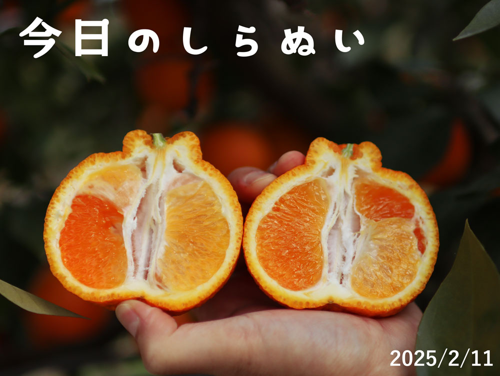 もう特選が完売！？大人気の「観音山しらぬい」収穫開始しました