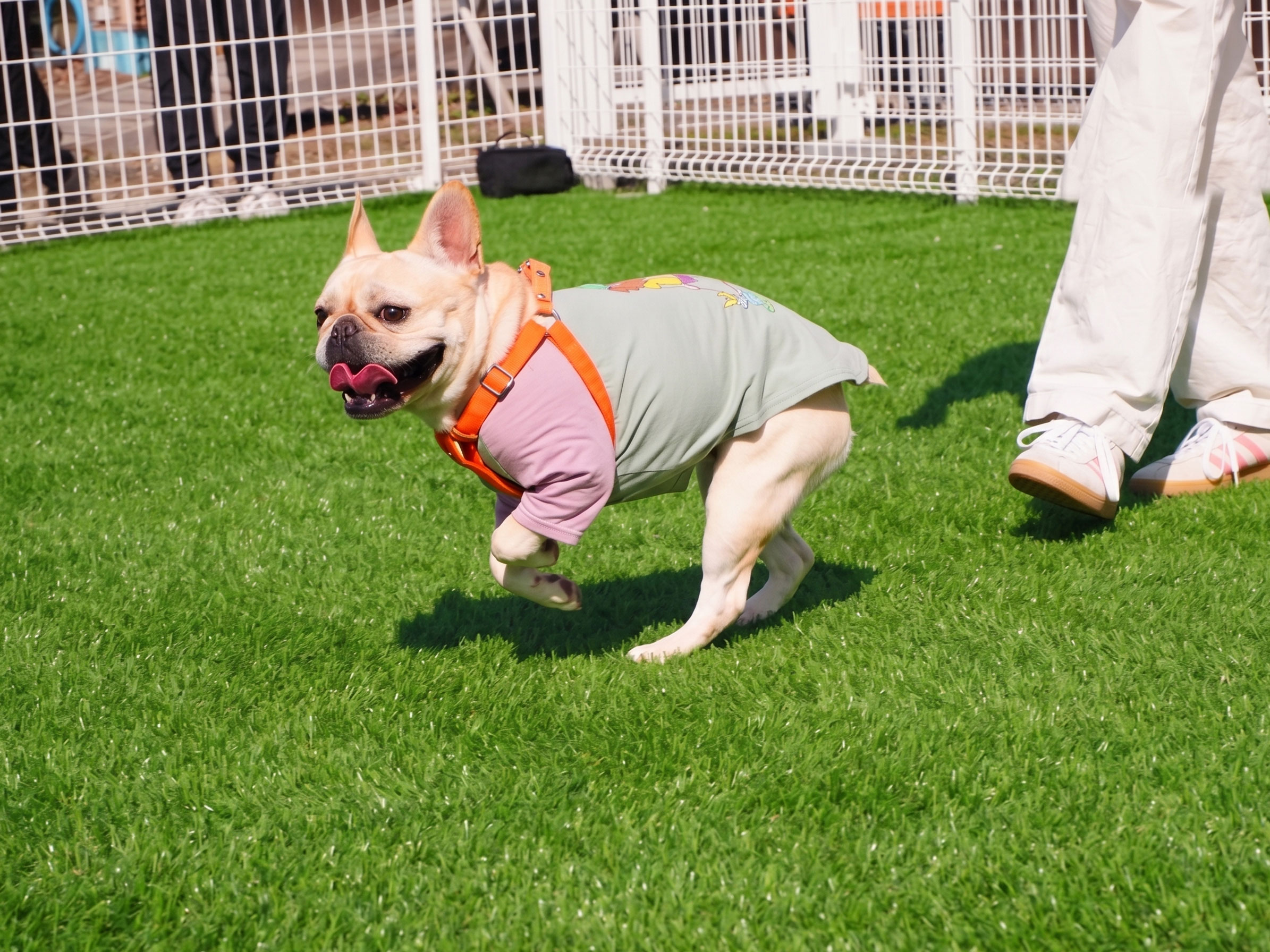 愛犬とのふれあい