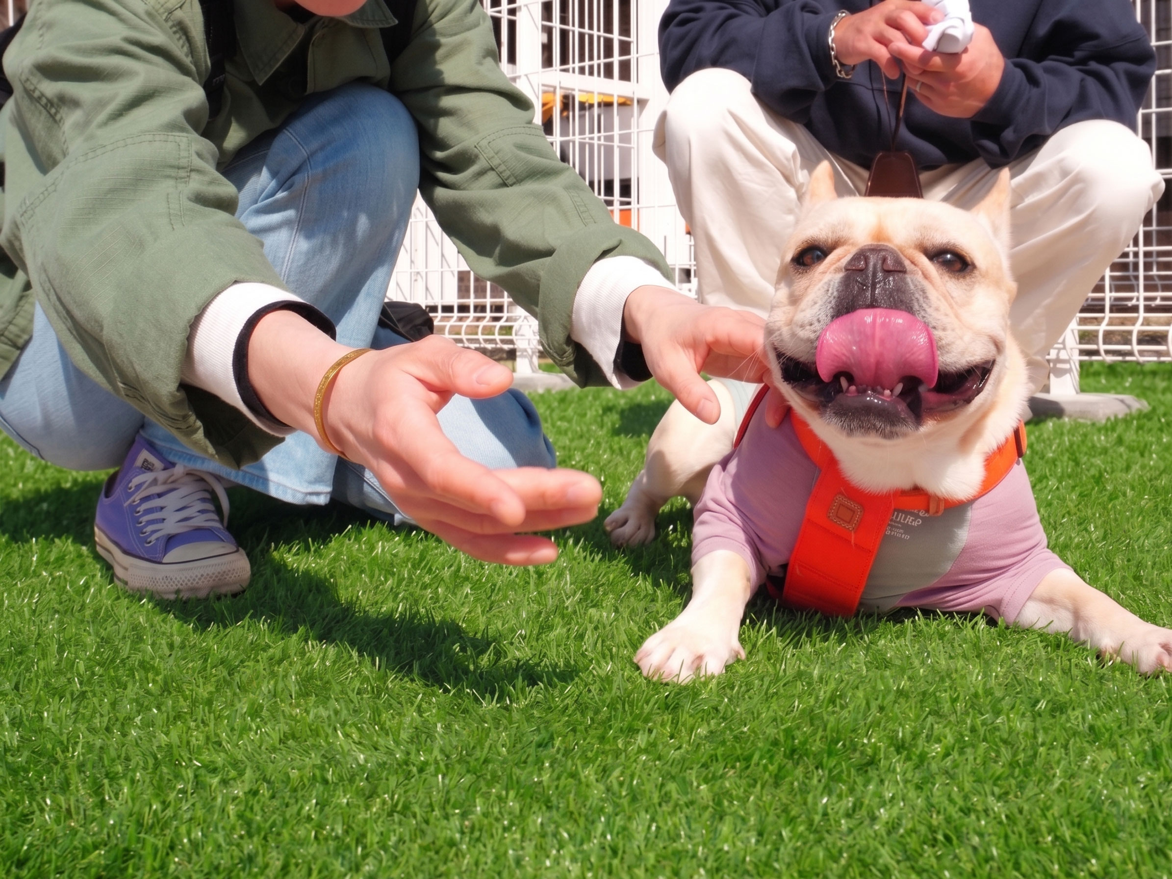 元気に走る愛犬