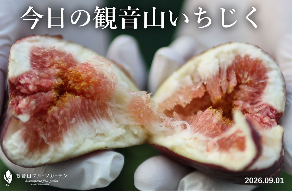 観音山いちじく 和歌山県産 樹上完熟 朝5時収穫 農園直送