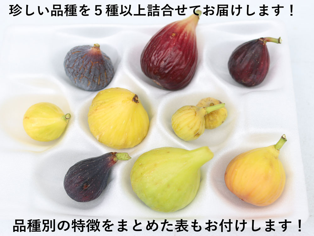 珍しいイチジク