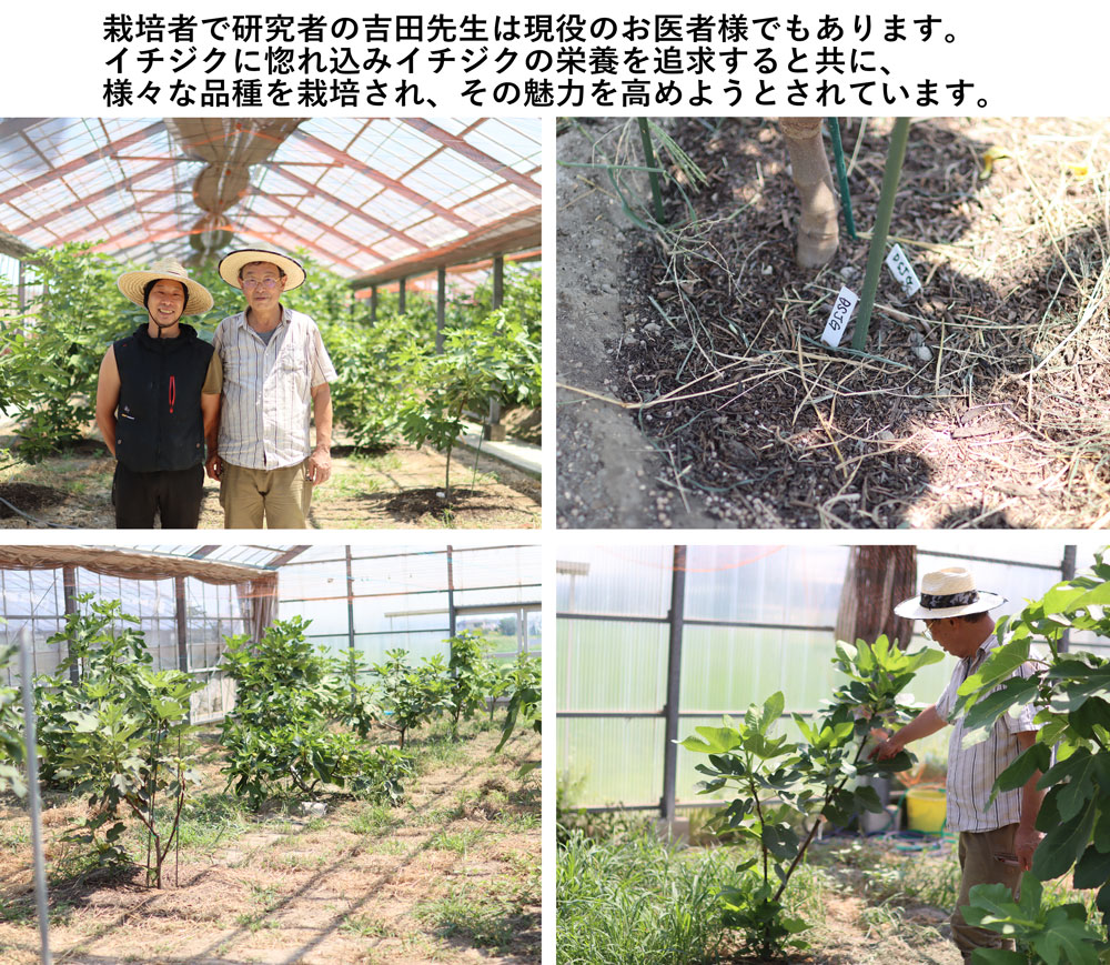 珍しいイチジク