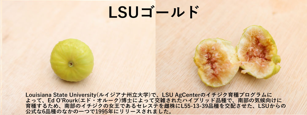 珍しいイチジクLSUゴールド