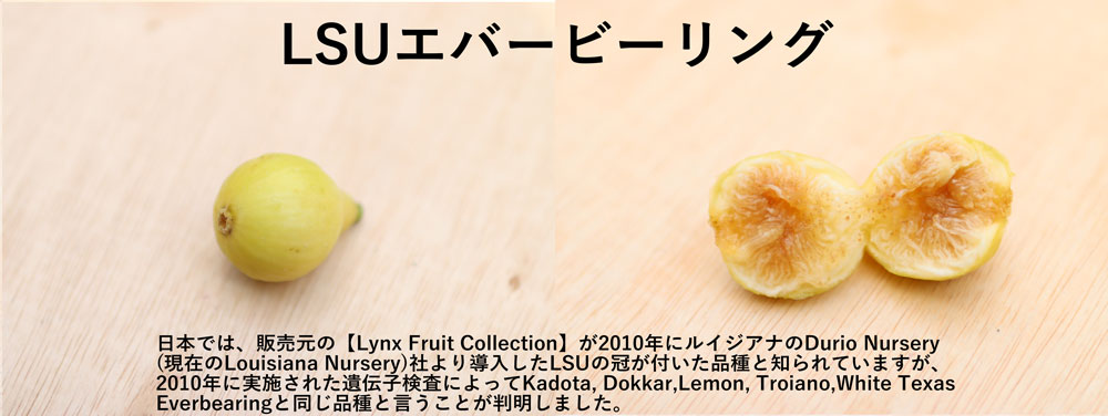 珍しいイチジクLSUエバービーリング