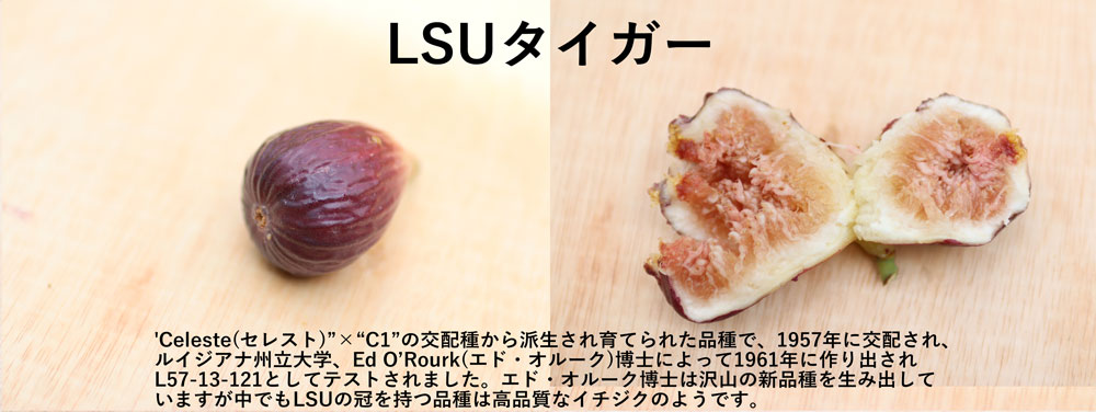 珍しいイチジクLSUタイガー