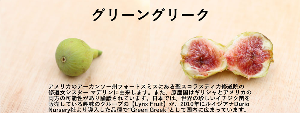 珍しいイチジクグリーングリーク