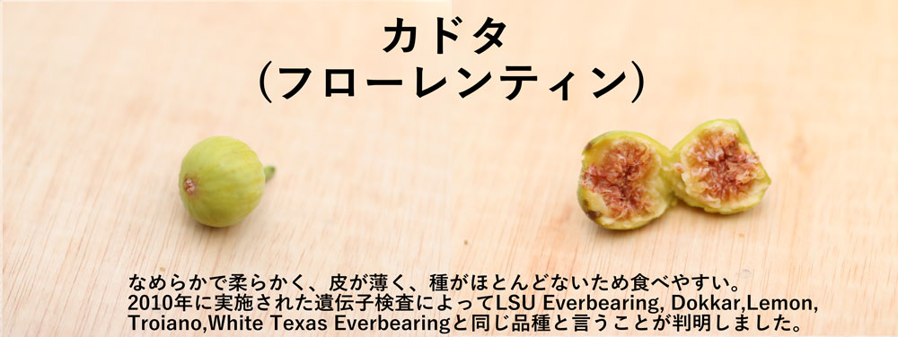 珍しいイチジクカドタ(フローレンティン)