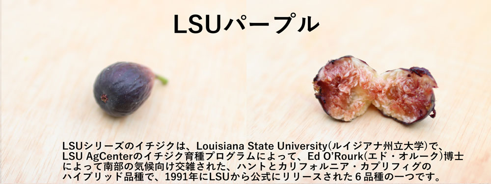 珍しいイチジクLSUパープル