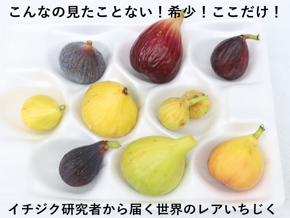 珍しいイチジク