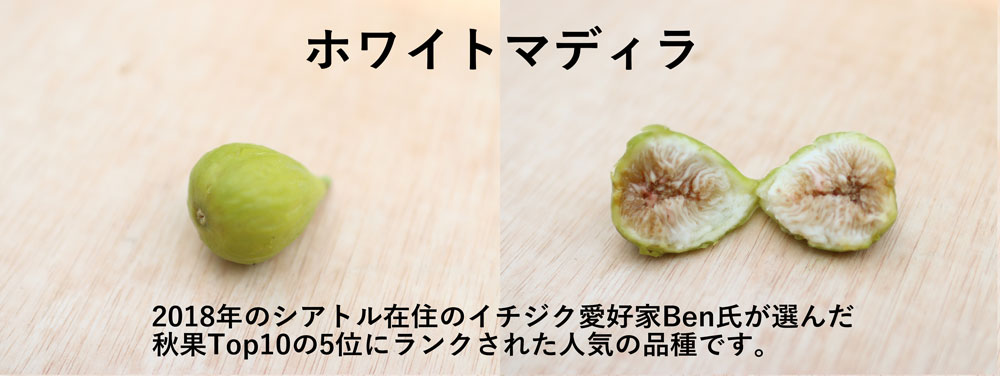 珍しいイチジクホワイトマディラ