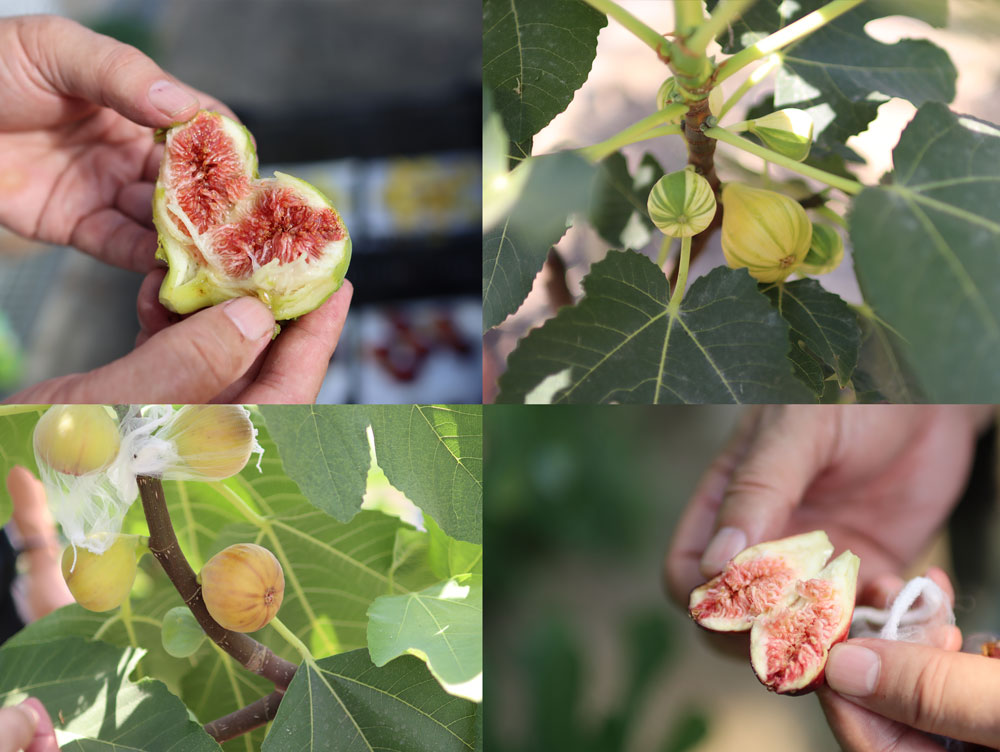 珍しいイチジク