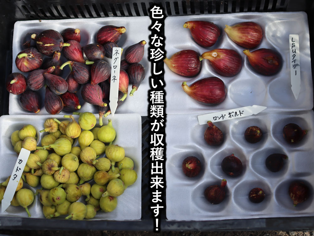 珍しいイチジク