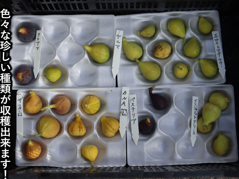 珍しいイチジク