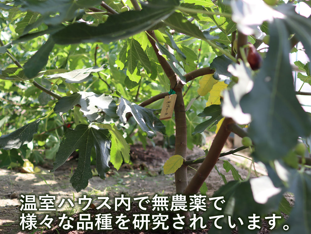 珍しいイチジク