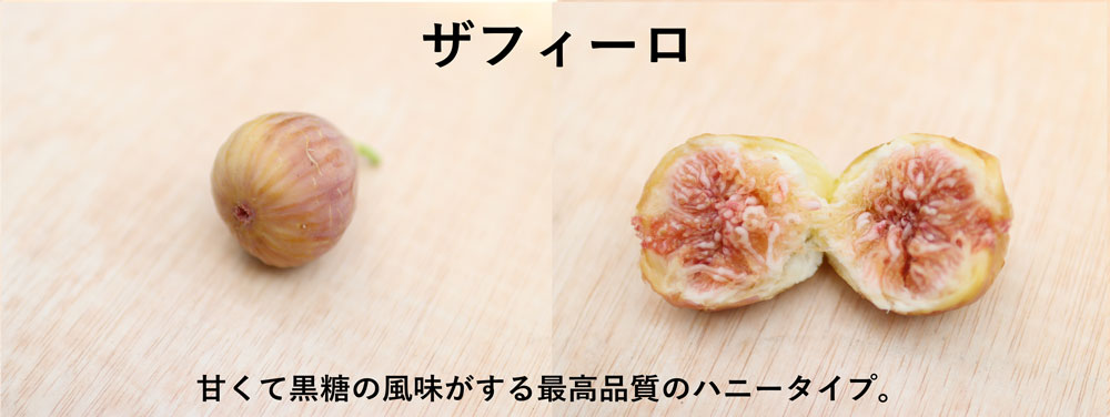 珍しいイチジクザフィーロ