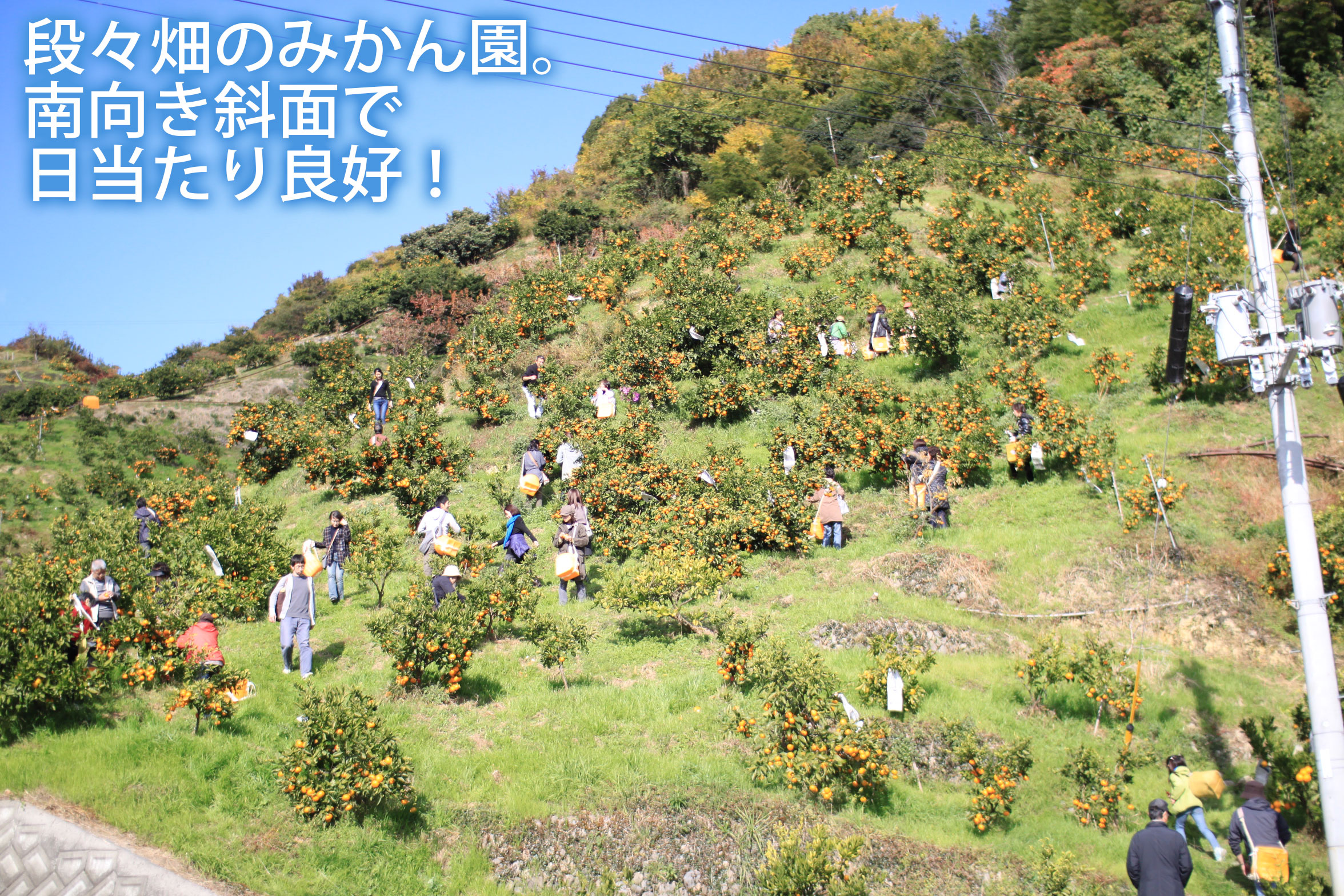 和歌山のみかん狩り（食べ放題）