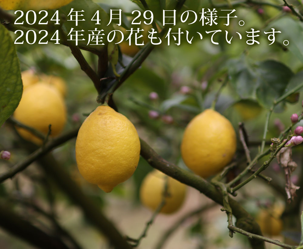 国産レモンの栽培状況