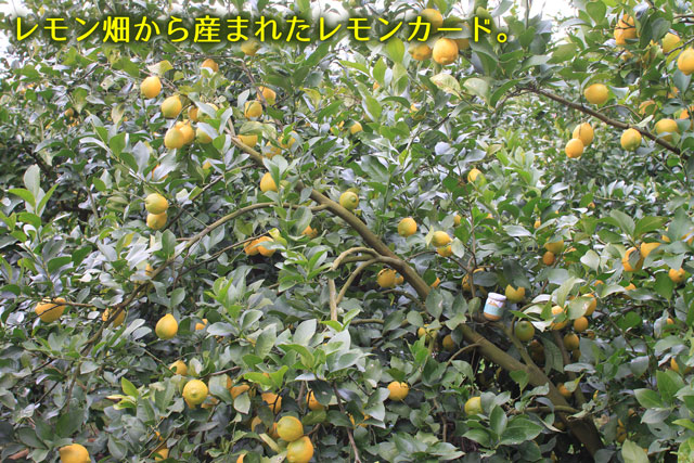 和歌山産のレモンカード