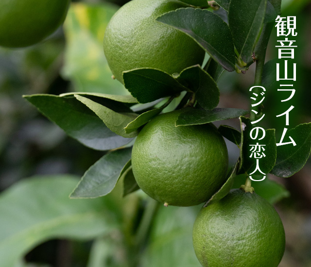 観音山ライム