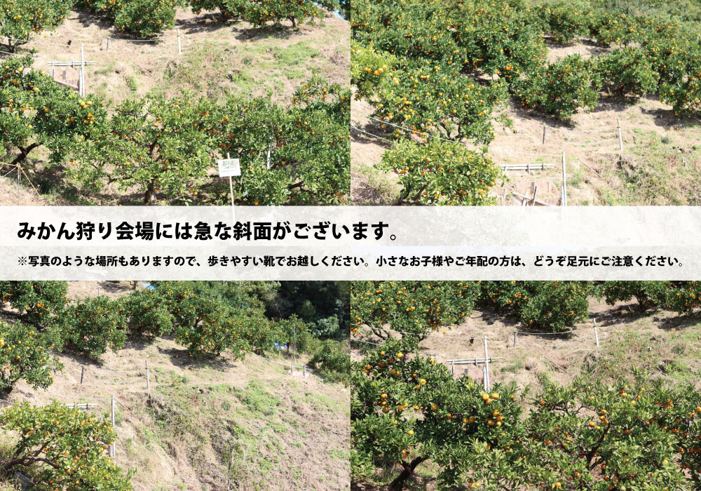 みかん狩り会場