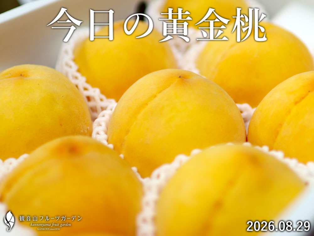 黄金桃 和歌山県紀の川市産 数量限定 農園直送