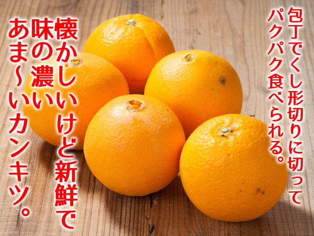 ネーブルオレンジの栽培風景