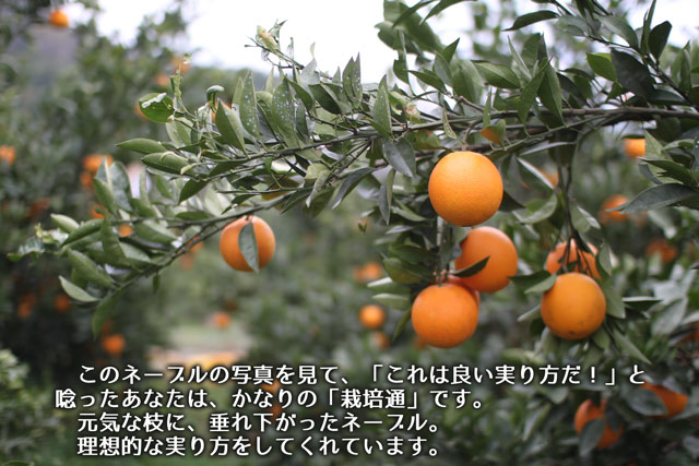 ネーブルオレンジの樹