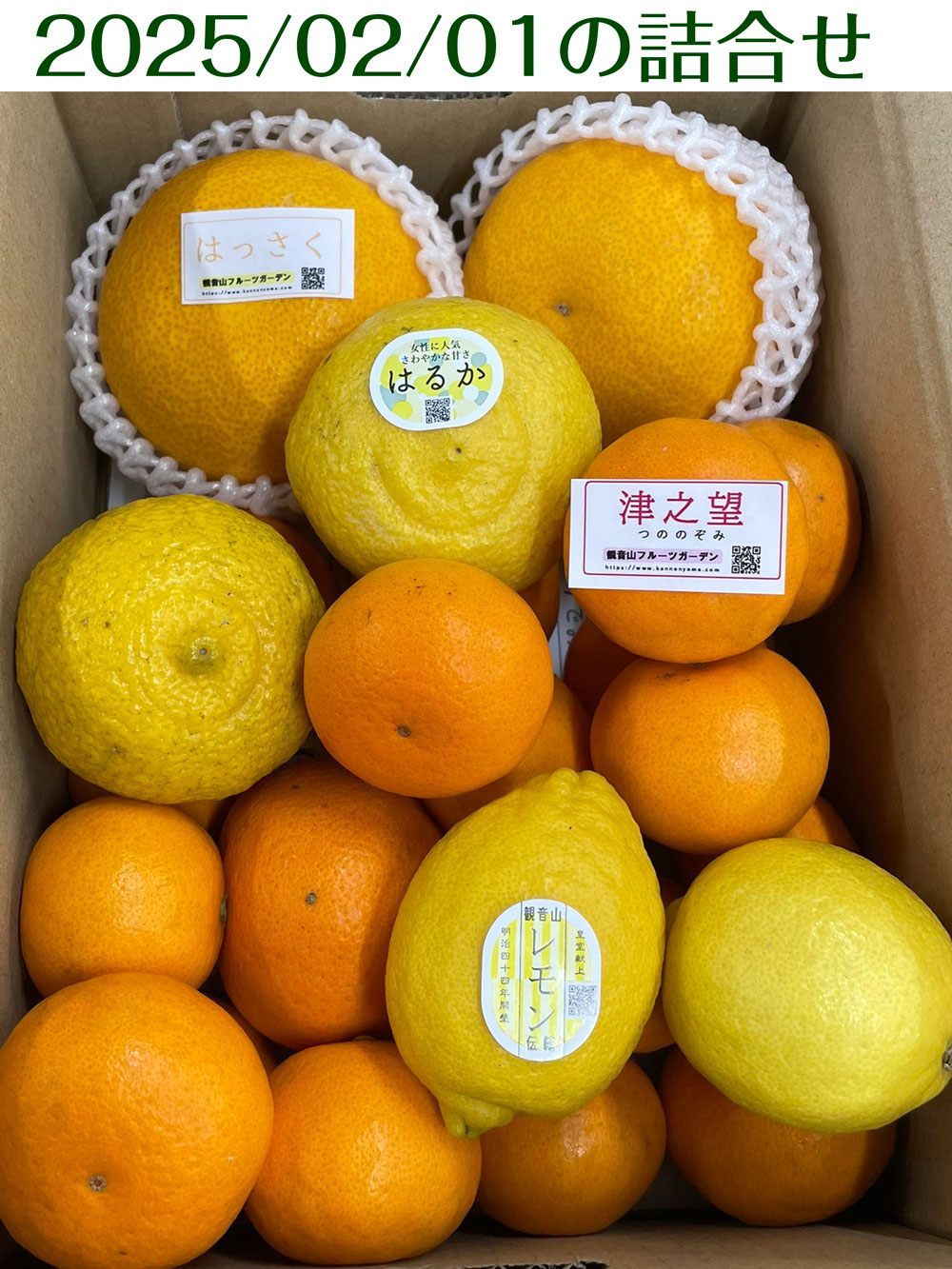 大変お待たせしました！ブラッドオレンジ始まりました！（観音山