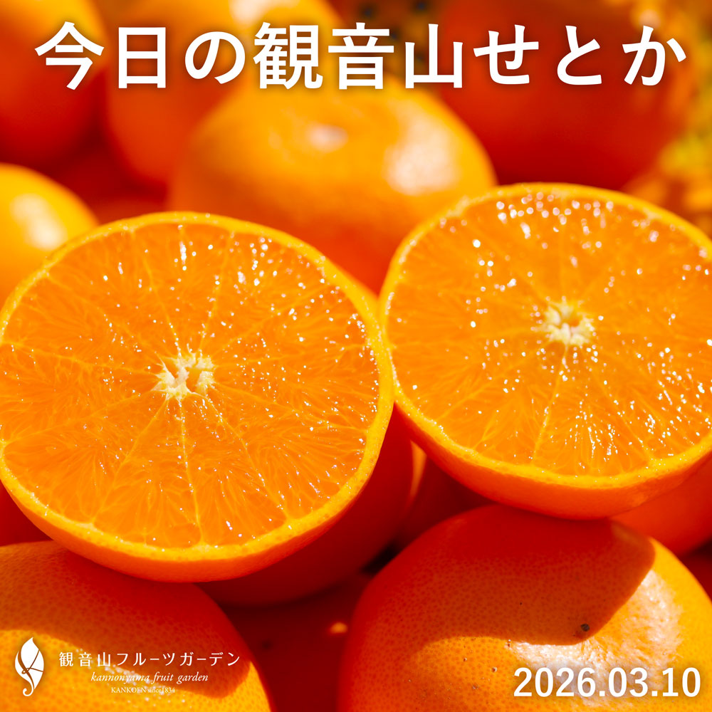 今が旬の観音山せとか。農家直送でお届けします。