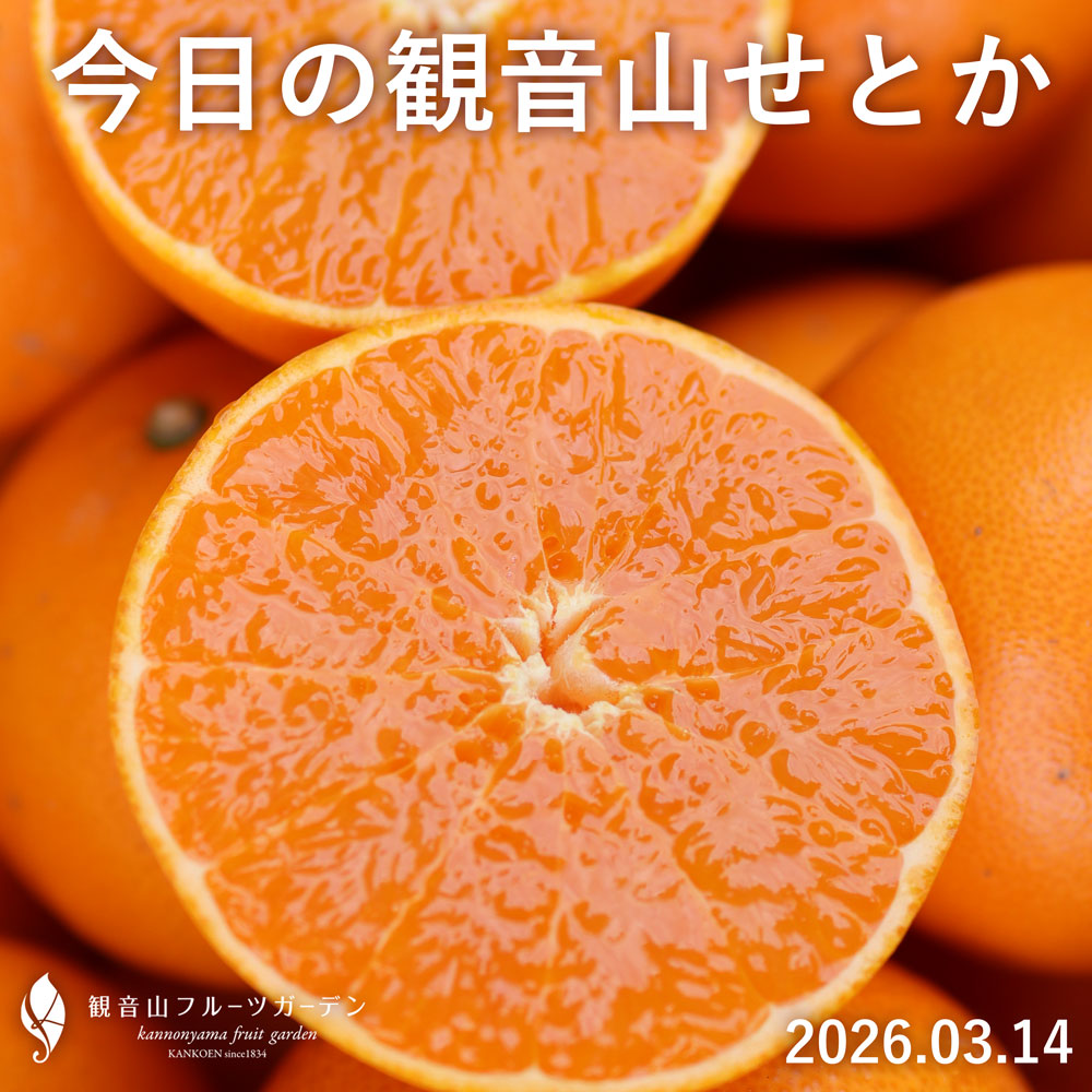 今が旬の観音山せとか。農家直送でお届けします。