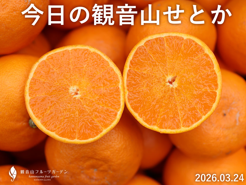 せとか収穫感謝祭10%OFF