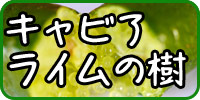 ӥ饤
