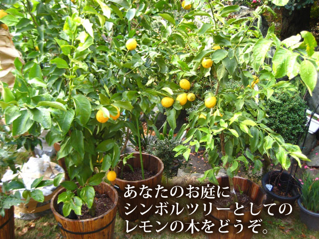 レモンの木を農家からお届け【紀州紀ノ川 観音山フルーツガーデン】