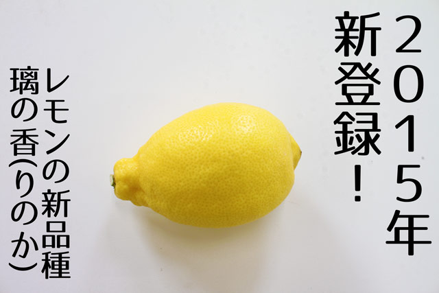 璃の香 りのか レモンの新品種ツリー