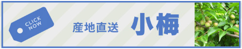 小梅の通販