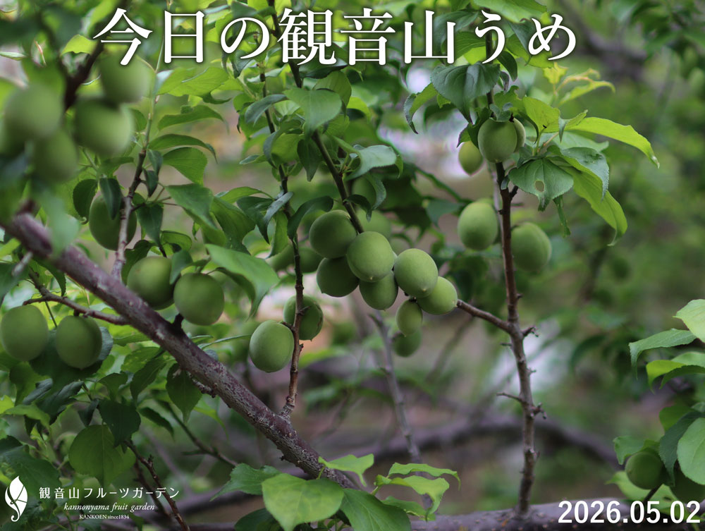 観音山の梅 5月2日
