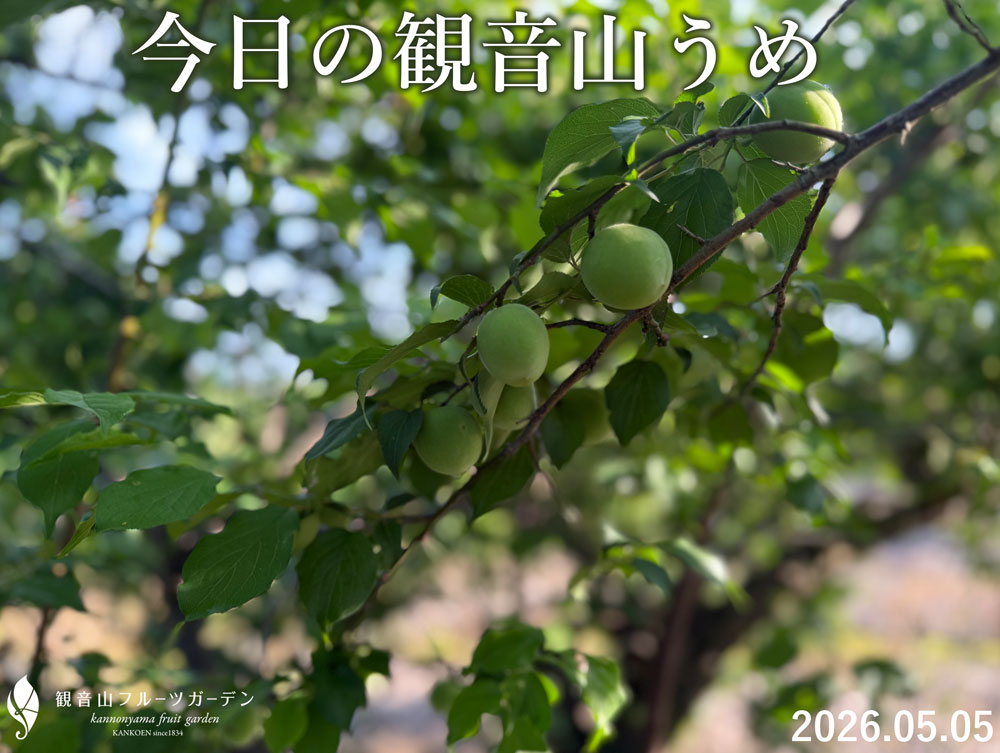 観音山の梅 5月5日