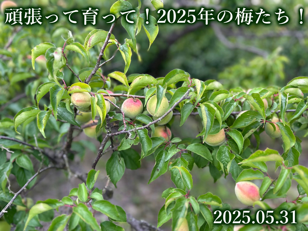 梅