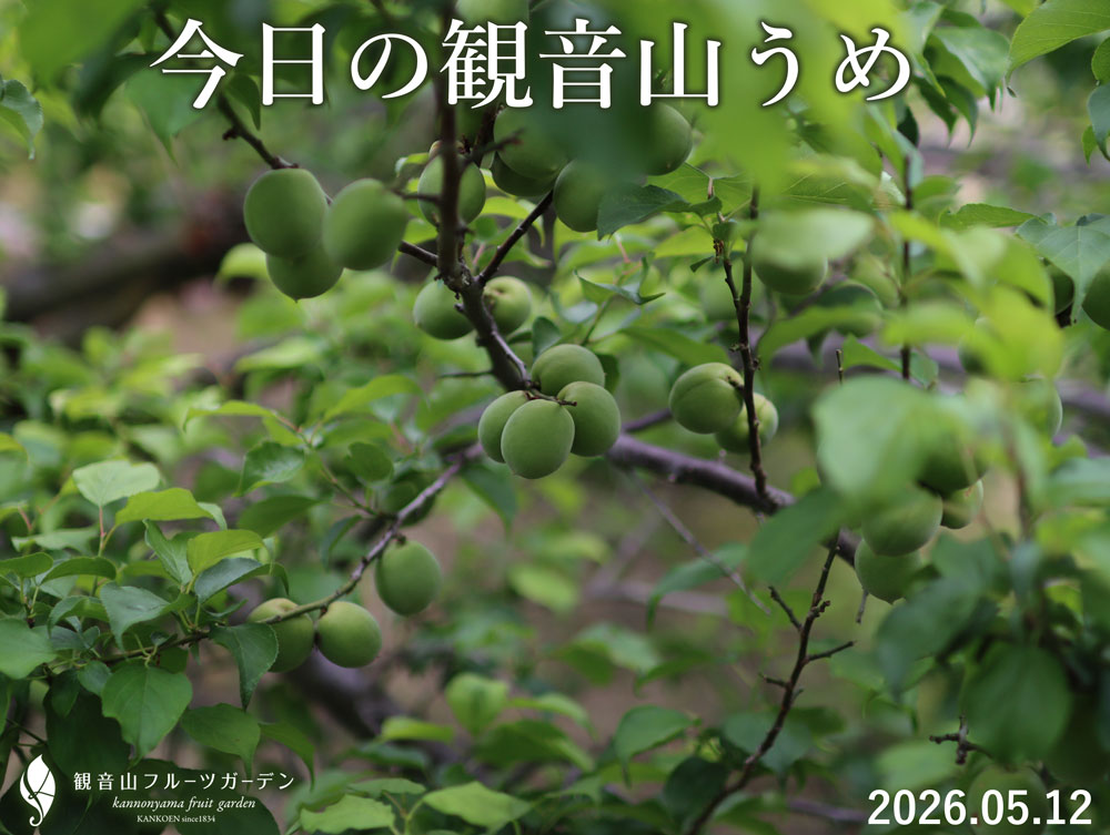 観音山の梅
