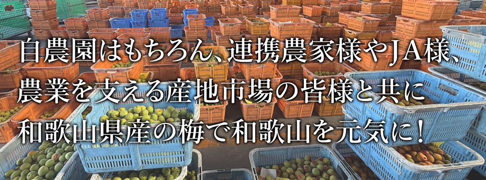 こちらの和歌山県梅も観音山フルーツガーデンが責任を持ってお届けします！